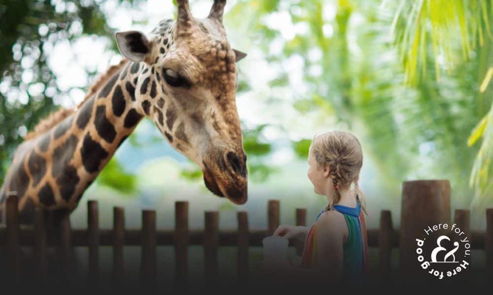 Child in a zoo feed a giraffe
