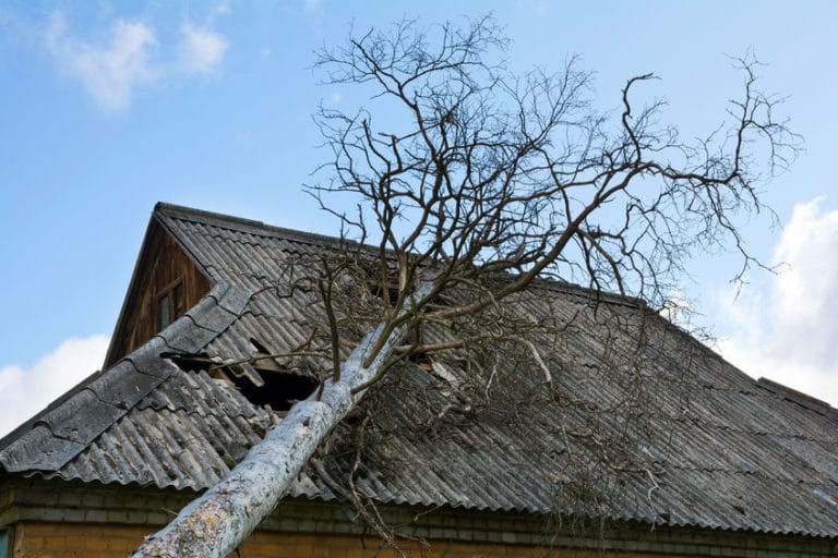 a broken roof by a tree