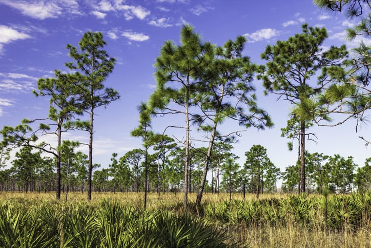 Image of trees in an open field in Lake city, FL - personal injury law firm serving Lake City, FL
