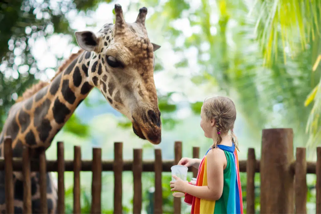 a little girl in front of a giraffe