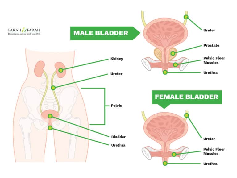 elmiron painful bladder syndrome