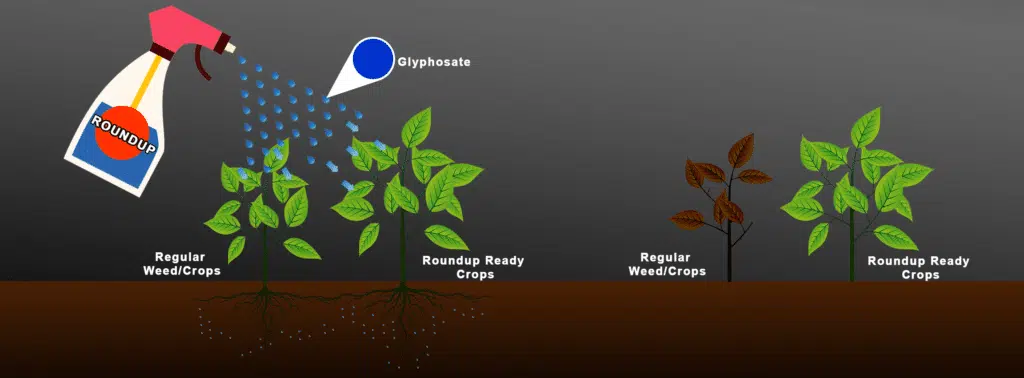 Infograph about Roundup Cancer Lawsuit