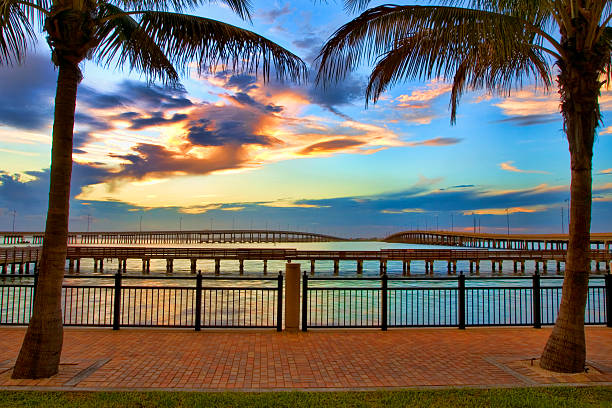 image of palm tree by the water over looking bridges in port charlotte florida