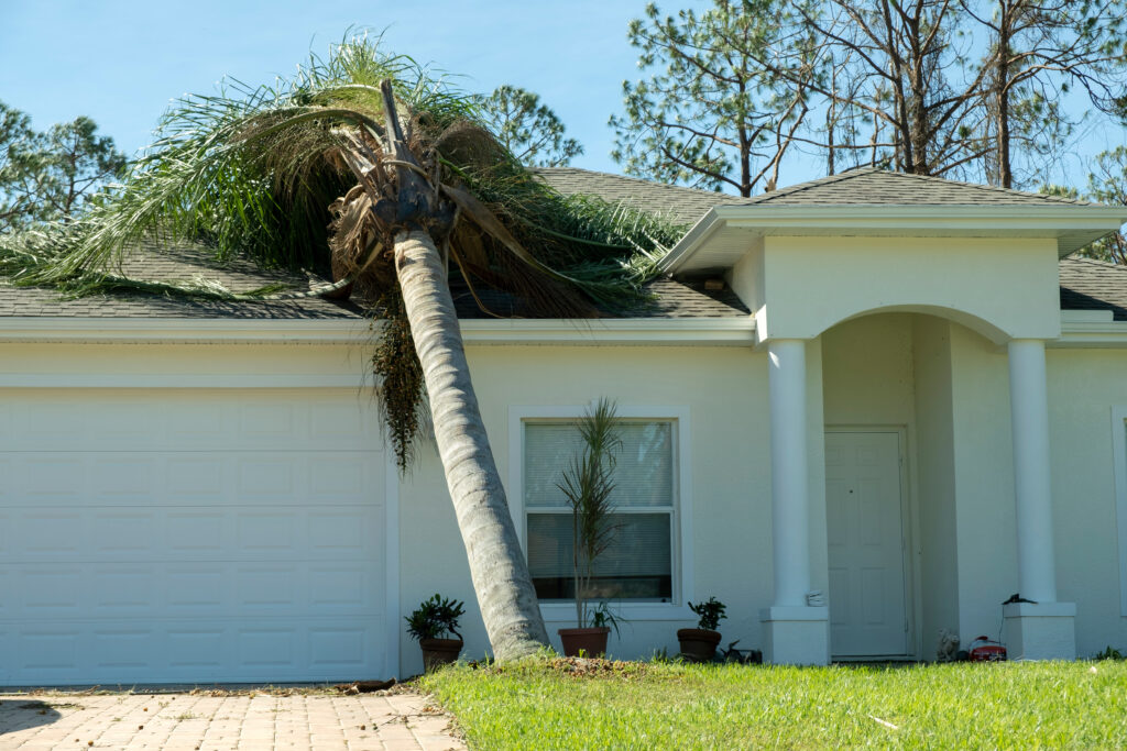 a palm tree fallen on a roof causing roof damage after a tropical storm or a hurricane due to storm winds