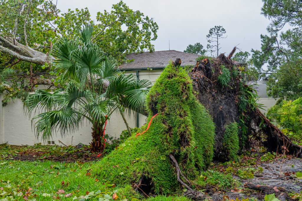 a tree fallen on a wall and a house after a tornado in Florida